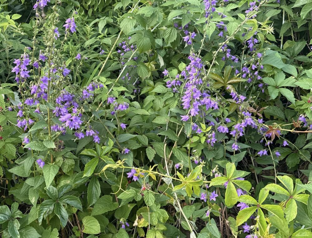 Creeping Bellflower