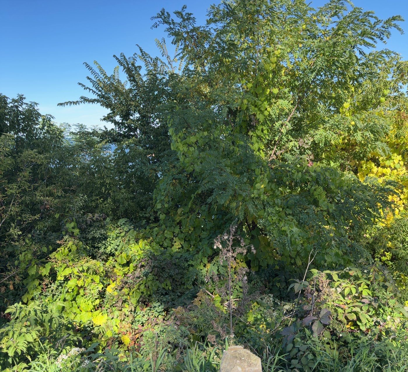 The same east view in 2026, with the horizon hidden by trees