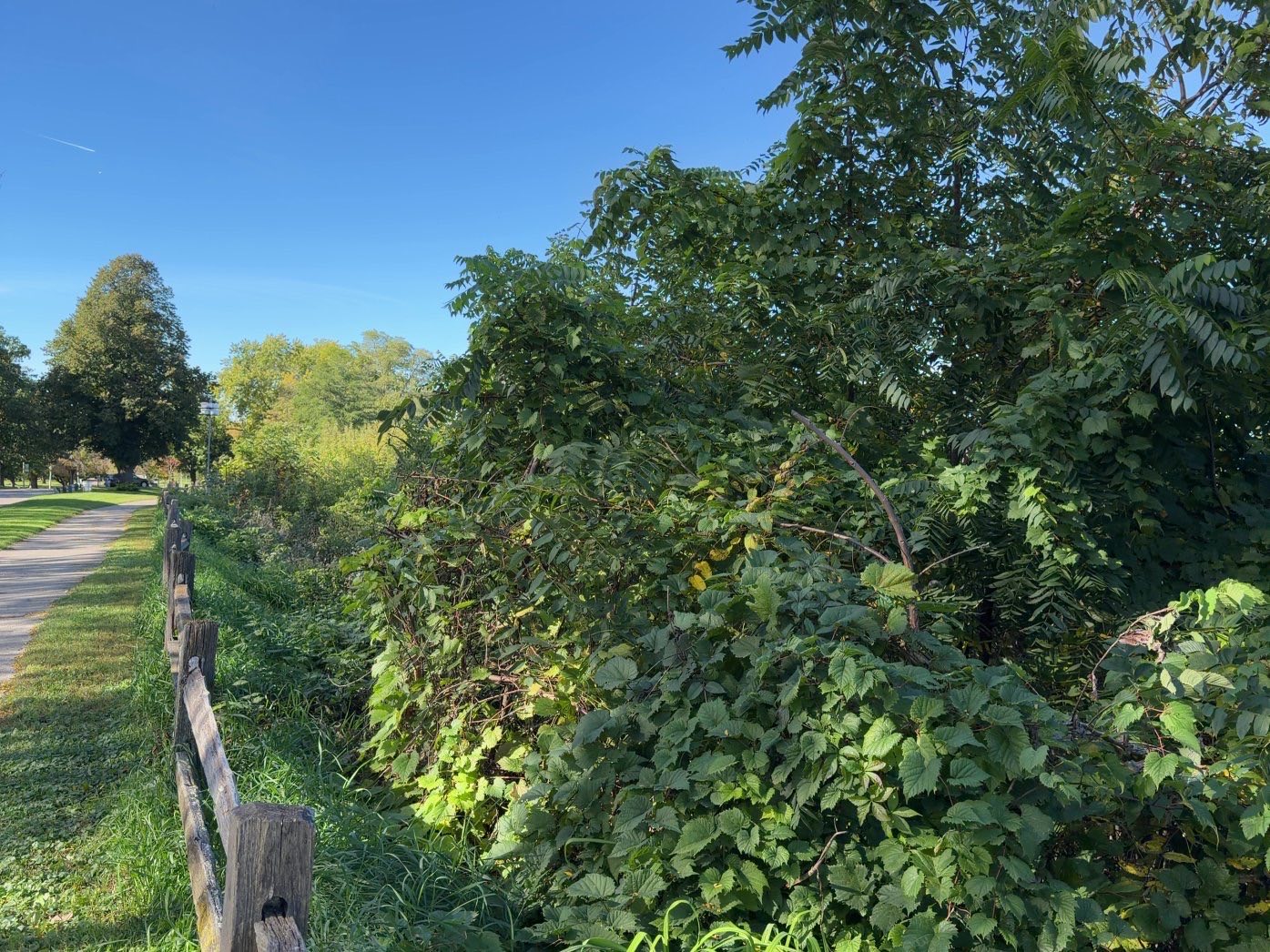 The same spot in 2026, with the skyline hidden behind overgrown brush