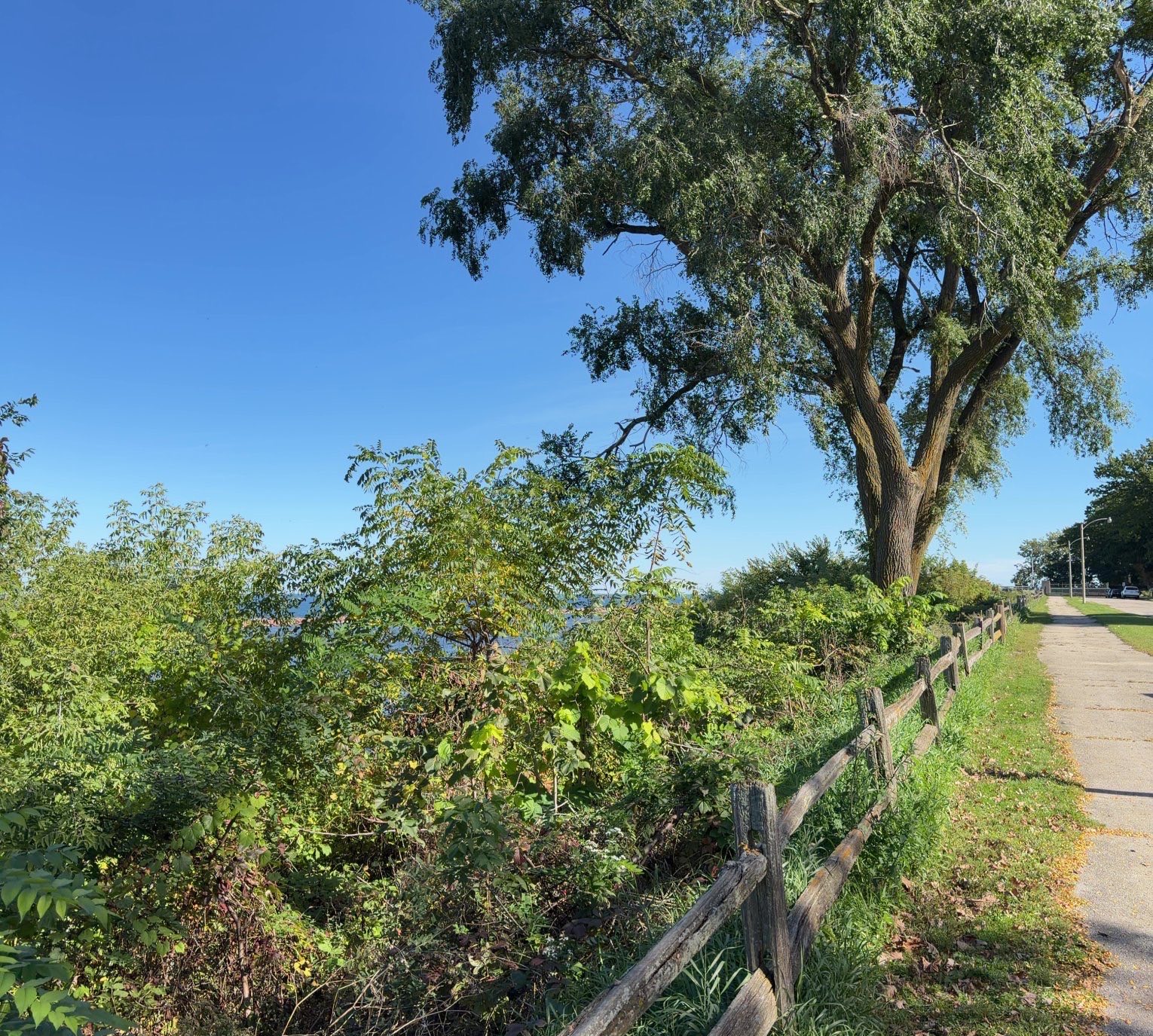 The same south-west view in 2026, closed in by brush